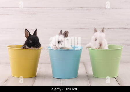 Trois petits lapins bébé en métal de couleur pastel blanc dans des pots de planches. Vacances de Pâques concept. Banque D'Images