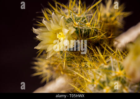 Cactus Echinopsis jaune tendre fleur sur fond noir Banque D'Images