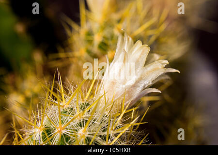 Cactus Echinopsis jaune tendre fleur sur fond noir Banque D'Images