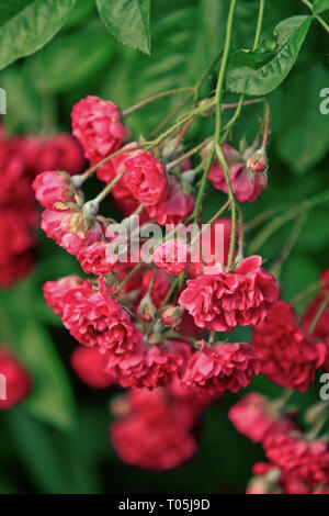 Petites roses rouges en fleurs Banque D'Images