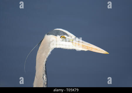 Portrait de grand héron bleu avec des yeux intenses verrouillé sur l'eau à la recherche de poisson Banque D'Images