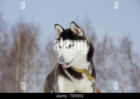 Cute husky de Sibérie sur un fond d'arbres et ciel bleu. Close up. Animaux de compagnie. Banque D'Images