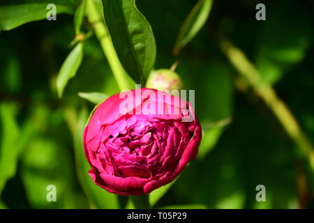 Magnifique pivoine rose foncé Banque D'Images