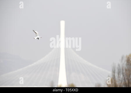 Taiyuan, la province de Shanxi. Mar 17, 2019. Un oiseau vole au-dessus de l'eau Taiyuan Fenhe Wetland Park à Taiyuan City, au nord la province de Shanxi, le 17 mars 2019. Crédit : Yang Chenguang/Xinhua/Alamy Live News Banque D'Images