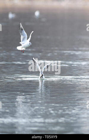 Taiyuan, la province de Shanxi. Mar 17, 2019. Les oiseaux d'eau sont considérés à la quête de Taiyuan Fenhe Wetland Park à Taiyuan City, au nord la province de Shanxi, le 17 mars 2019. Crédit : Yang Chenguang/Xinhua/Alamy Live News Banque D'Images