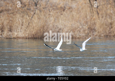 Taiyuan, la province de Shanxi. Mar 17, 2019. Les oiseaux d'eau sont considérés à la quête de Taiyuan Fenhe Wetland Park à Taiyuan City, au nord la province de Shanxi, le 17 mars 2019. Crédit : Yang Chenguang/Xinhua/Alamy Live News Banque D'Images