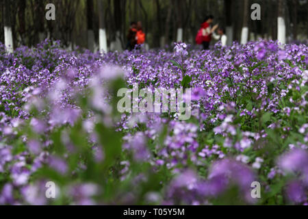 Nanjing, Jiangsu Province de la Chine. Mar 17, 2019. Les gens profiter du paysage du début du printemps à Nanjing, capitale de la province de Jiangsu, Chine orientale, le 17 mars 2019. Source : Xinhua/Zhongnan Sun/Alamy Live News Banque D'Images