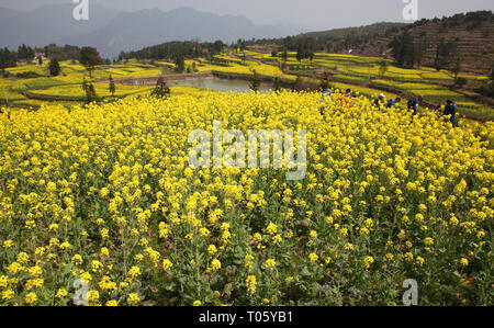 Wenzhou, province de Zhejiang en Chine. Mar 16, 2019. Visite au milieu de champs de fleurs à cole'ao Ming Canton de Yongjia County à Wenzhou, Zhejiang Province de Chine orientale, le 16 mars 2019. Credit : Liu Zhenqing/Xinhua/Alamy Live News Banque D'Images