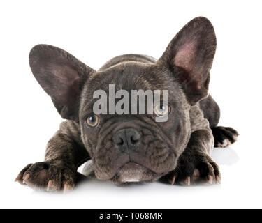 Chiot bouledogue français, in front of white background Banque D'Images