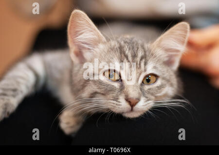 Chaton endormi dans un filles genoux. accueil chaton avec un mignon visage attrayant sans souci de la vie des animaux. Banque D'Images