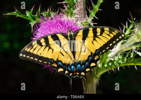 L'Est fabuleux Tiger Swallowtail sur Purple Thistle Flower Banque D'Images