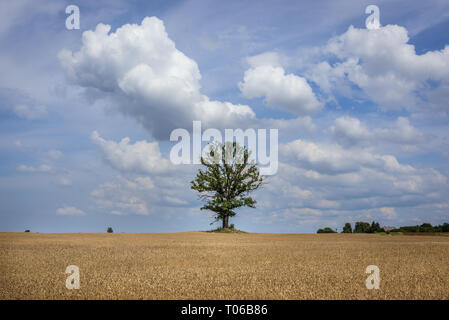 Les champs de seigle dans le lac Jeziorak Ilawa County autour, Voïvodie de Warminsko Mazurskie Pologne Banque D'Images