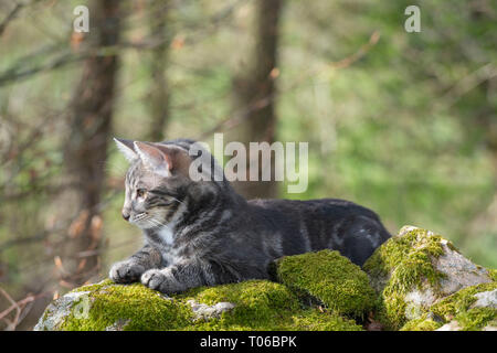 Un jeune chat tabby gris couché sur une mousse couverte Mur de pierre sèche en marche avant Banque D'Images