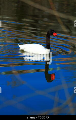 Black-necked Swan pagayer dans un étang Banque D'Images