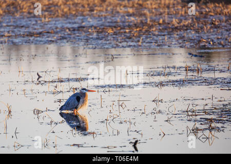 Grand Héron (Ardea herodias) debout dans le lac Wausau comme il attend pour un poisson Banque D'Images