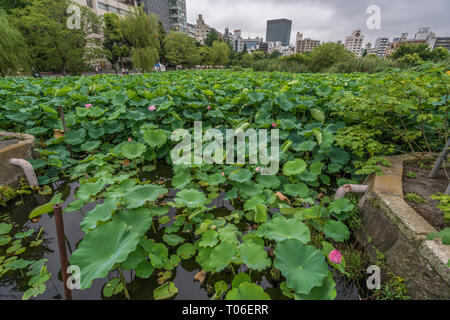 Taito-ku, Tokyo - le 27 juillet 2017 : nénuphars au Lotus Pond (Hasu no Ike) dans bassin Shinobazu (Shinobazu no Ike) situé sur l'île de Benten Uen Banque D'Images