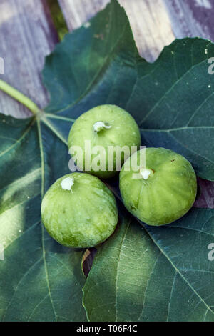 Trois figues assis sur une feuille de figues au sommet d'un banc de bois soleil pommelé. Banque D'Images