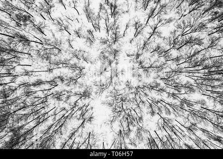 En regardant la forêt Banque D'Images