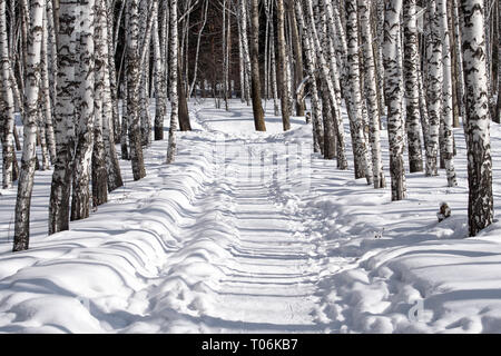 Scène au début du printemps. Un paysage tranquille. Des congères et Sentier en forêt de bouleaux Banque D'Images