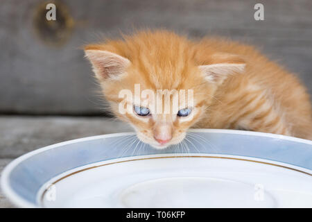 Un petit chaton rouge tours de lait un bol Banque D'Images