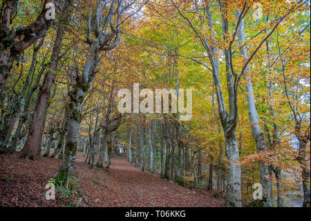 Couleurs de la forêt en automne Banque D'Images