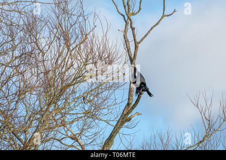 Aigrettes perchées dans un arbre Banque D'Images