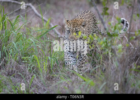 Un jeune léopard marche à travers un chemin d'herbe verte, Sabi Sand, Afrique du Sud Banque D'Images