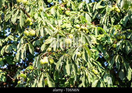 Les fruits et les feuilles de châtaignier vert sur un arbre en automne Banque D'Images
