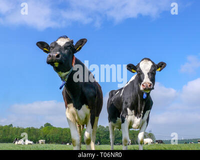 Deux vaches en noir et blanc, Holstein, debout dans un pâturage avec beaucoup d'autres vaches à distance sous un ciel bleu. Banque D'Images