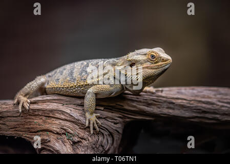 Une alerte dragon barbu pleine longueur que ce qu'elle repose sur un vieux journal en bois contre un fond de couleur sombre Banque D'Images