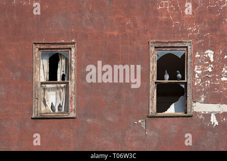 Quatre pigeons debout sur les cadres de fenêtres en bois avec des morceaux de verre sur un mur de plâtre bourgogne d'un bâtiment abandonné avec deux fenêtres Banque D'Images