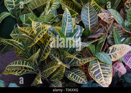 Feuillage vert et jaune veiné Croton plante de San Miguel de Allende Parc Juarez 2019 Candelaria Banque D'Images