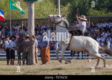 Tacuarembo, Uruguay. Mar 16, 2019. Une Gaucha (Cowgirl) vu un cheval au cours de la ''Patria Gaucha'' rodeo à Tacuarembo. C'est la première fois en trente-trois ans qu'une femme peut conduire un cheval à la ''Patria Gaucha'' event en Uruguay.Tous les mois de mars, pendant 33 ans, maintenant en TacuarembÃ³, une ville à 400 kilomètres de Montevideo, la capitale de l'Uruguay, est célébré l'événement le plus important dans le pays, ''La Patria Gaucha'' (le Gaucho Patrie) l'événement dure 6 jours, et demande plus de cinquante mille personnes de tout le pays et le monde. Quatre mille cavaliers rencontrez défilé dans Banque D'Images