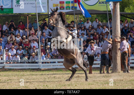 Une Gaucha (Cowgirl) vu un cheval au cours de la 'Patria Gaucha' rodeo à Tacuarembo. C'est la première fois en trente-trois ans qu'une femme peut conduire un cheval à l'événement "Patria Gaucha" en Uruguay. Chaque mois de mars, pour 33 ans en 1934 en une ville à 400 kilomètres de Montevideo, la capitale de l'Uruguay, est célébré l'événement le plus important dans le pays, "La Patria Gaucha" (La Patrie) gaucho l'événement dure 6 jours, et demande plus de cinquante mille personnes de tout le pays et le monde. Quatre mille cavaliers rencontrez défilé dans la rue principale de la ville et le meilleur de la t Banque D'Images