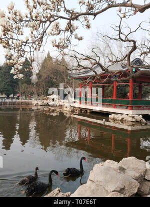 Beijing, Chine. 18 Mar, 2019. Photo prise avec un téléphone portable montre une famille de cygnes noirs nageant dans un lac à Beijing, capitale de Chine, le 18 mars 2019. Crédit : Li Bin/Xinhua/Alamy Live News Banque D'Images