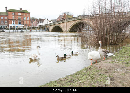 Bewdley, Shropshire, au Royaume-Uni. 18 Mar, 2019. La rivière Severn à Bewdley est à la hausse en raison des fortes pluies au Pays de Galles. Crédit : Peter Lopeman/Alamy Live News Banque D'Images