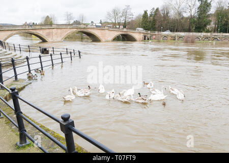 Bewdley, Shropshire, au Royaume-Uni. 18 Mar, 2019. La rivière Severn à Bewdley est à la hausse en raison des fortes pluies au Pays de Galles. Crédit : Peter Lopeman/Alamy Live News Banque D'Images