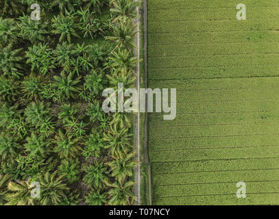 Plantation de cocotiers, Ricefield et plantation de palmier à huile à partir de ci-dessus. Photos prises dans l'île de Sulawesi, en Indonésie. Banque D'Images