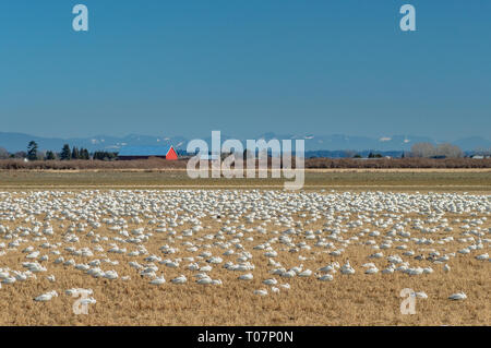 Migrateurs hivernants La Petite Oie des neiges, Chen caerulescens, d'alimentation et de repos dans un champ agricole à Brunswick Point, Ladner, BC. Banque D'Images