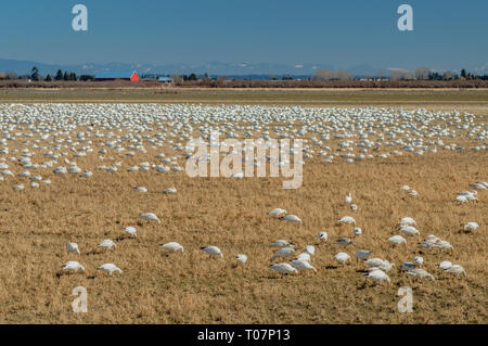 Migrateurs hivernants La Petite Oie des neiges, Chen caerulescens, d'alimentation et de repos dans un champ agricole à Brunswick Point, Ladner, BC. Banque D'Images