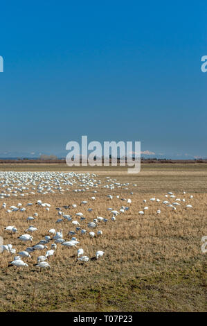 Migrateurs hivernants La Petite Oie des neiges, Chen caerulescens, d'alimentation et de repos dans un champ agricole à Brunswick Point, Ladner, BC. Banque D'Images