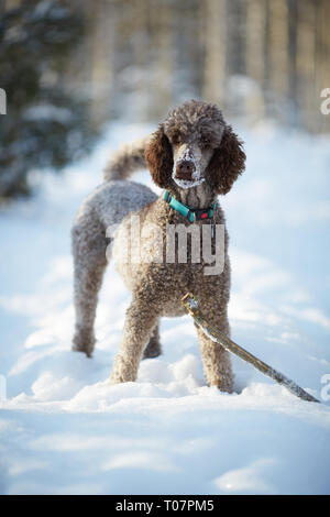 Caniche royal debout dans la neige sur une belle journée d'hiver. Chien ludique iwith un jouet dans une forêt enneigée en Finlande. Mode de vie actif dans le concept. Banque D'Images