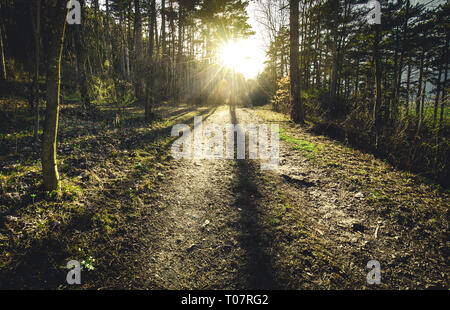 Rayons de soleil du matin dans la forêt de printemps en Autriche 2019 Banque D'Images