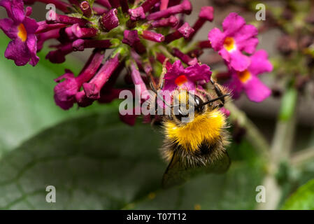 Prendre un verre d'abeilles Banque D'Images