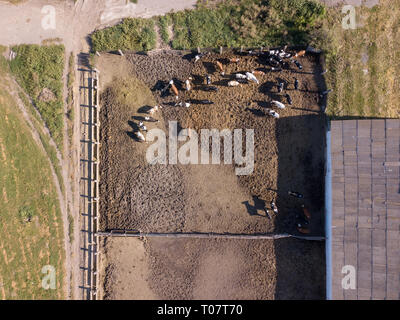 Gros bétail de vaches broute sur une terre agricole agricole dans une journée ensoleillée. Haut de page vue aérienne du drone. Banque D'Images