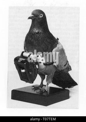 La photographie, les appareils photo, caméra avec pigeon pigeon voyageur de Julius Neubronner, 1907 Additional-Rights Clearance-Info,--Not-Available Banque D'Images