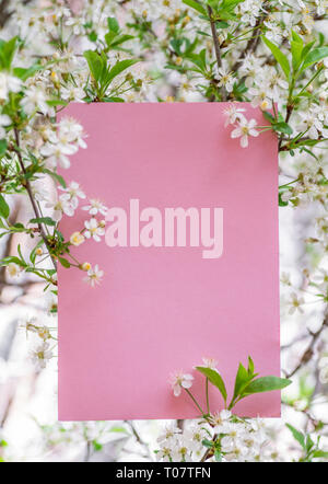 En blanc sur papier rose entre les branches de cerisier en fleurs. Banque D'Images