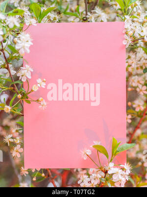 En blanc sur papier rose entre les branches de cerisier en fleurs. Banque D'Images