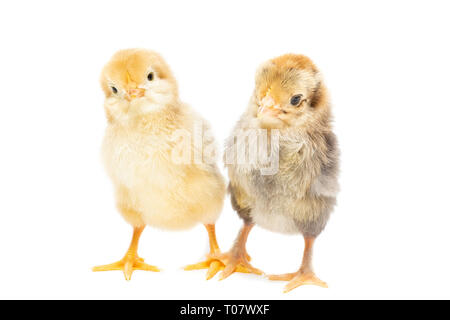 Deux poulets sur fond blanc, l'isolement, le village, l'été Banque D'Images