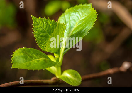 Sprout sur brach d'hydrangea Banque D'Images